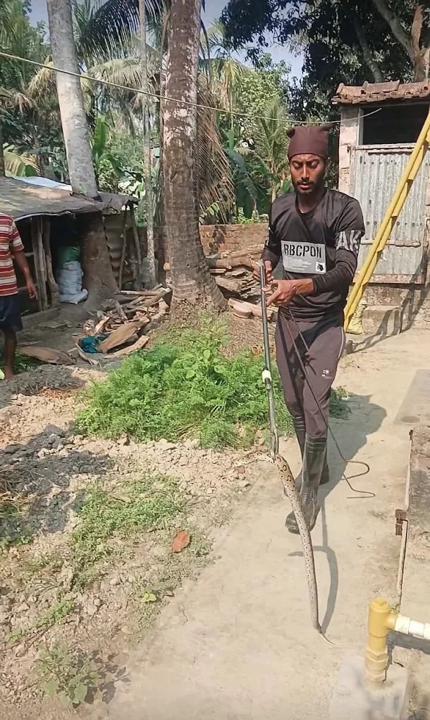 Snake Rescuer Bikram | Snake Rescue & Emergency Snake Removal Service photo 2