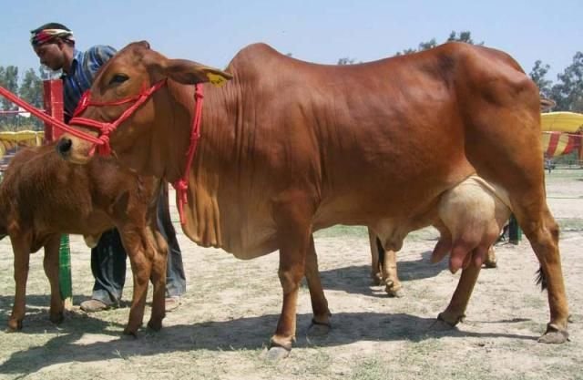 Sukumar Ghosh | Original Milk Provider photo 2