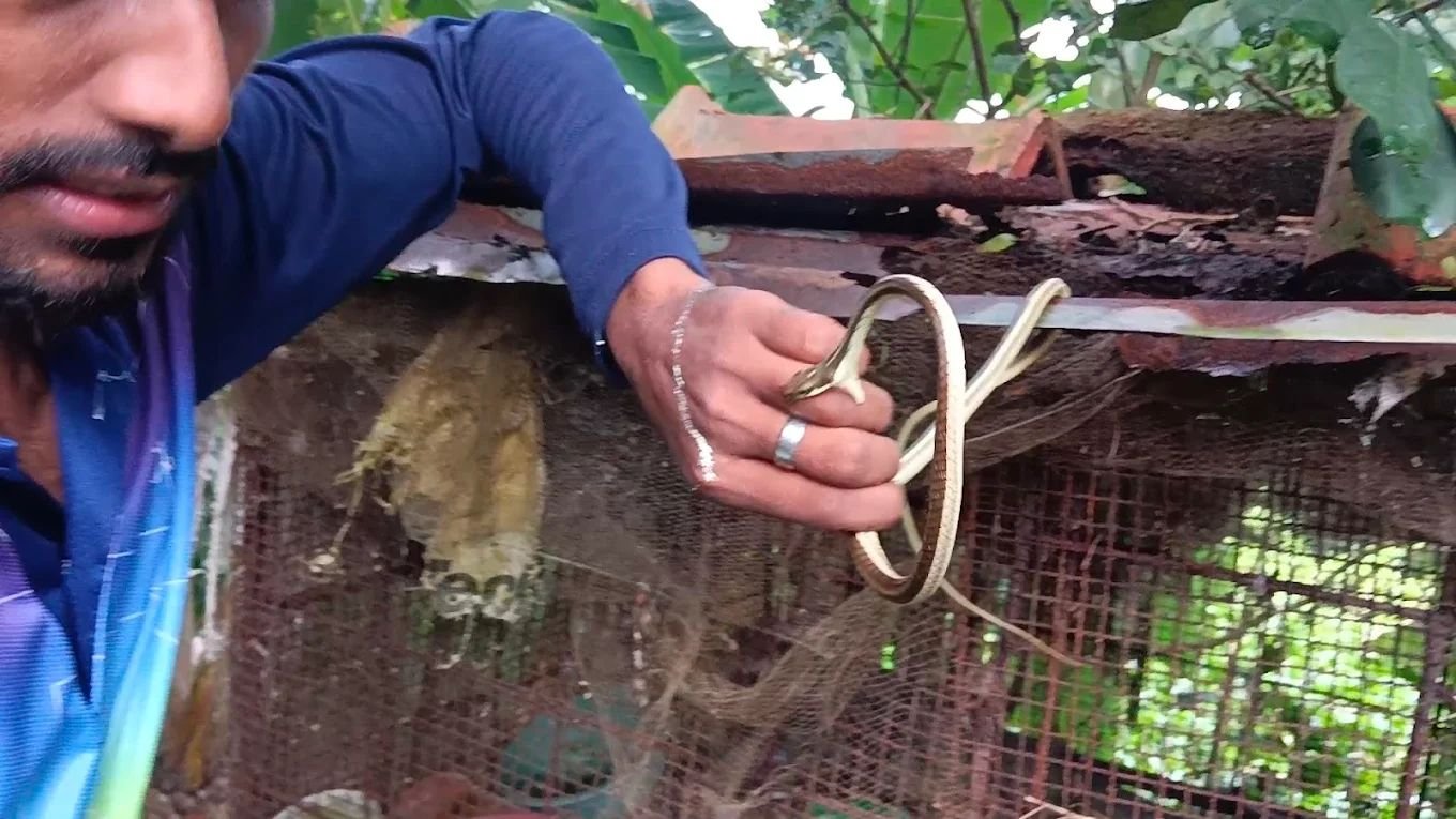 Snake Rescuer Bikram | Snake Rescue & Emergency Snake Removal Service photo 3